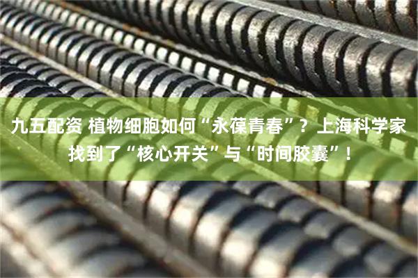 九五配资 植物细胞如何“永葆青春”？上海科学家找到了“核心开关”与“时间胶囊”！